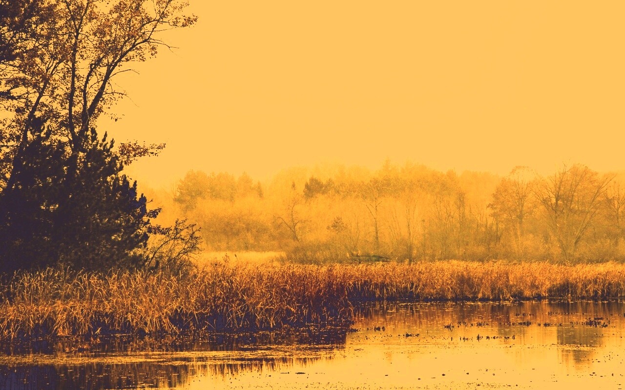 Живописные болота обои