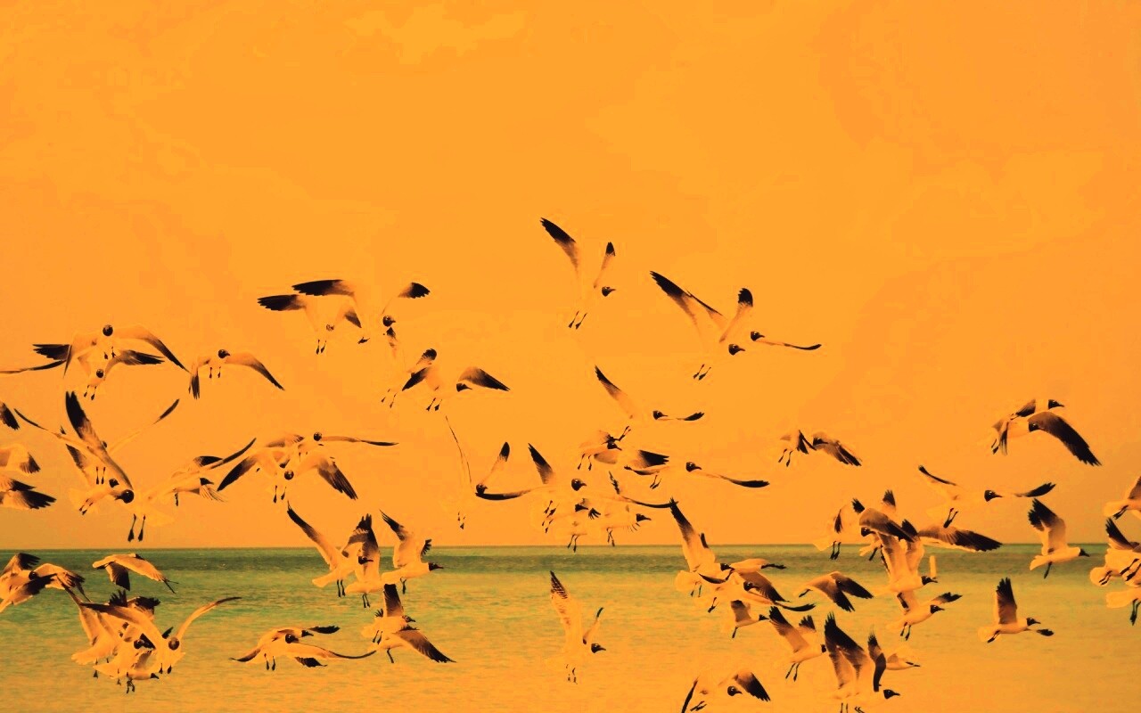 Стая взлетающих чаек обои