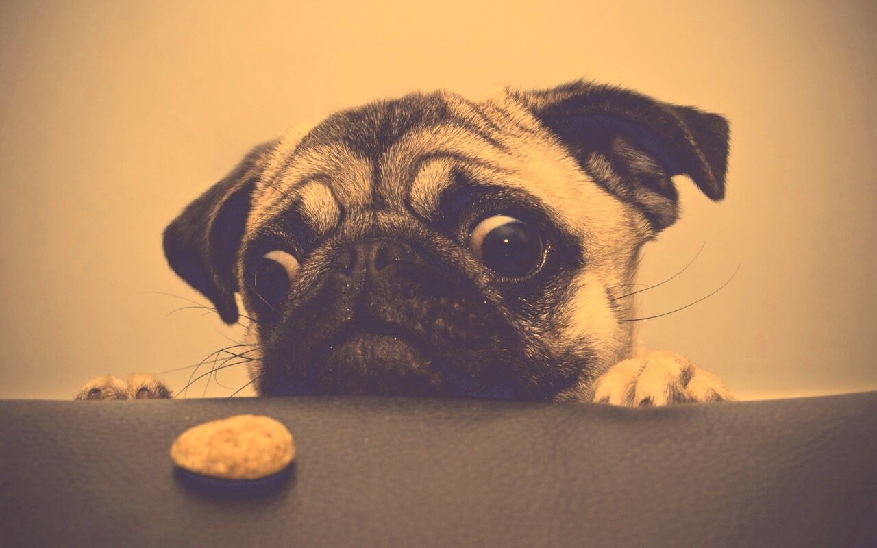 Собака нашла печеньку обои