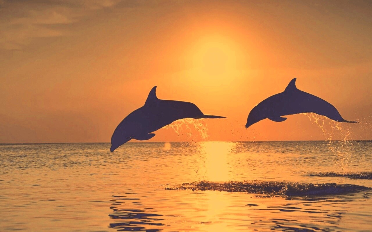 Дельфины выпрыгивают из воды обои