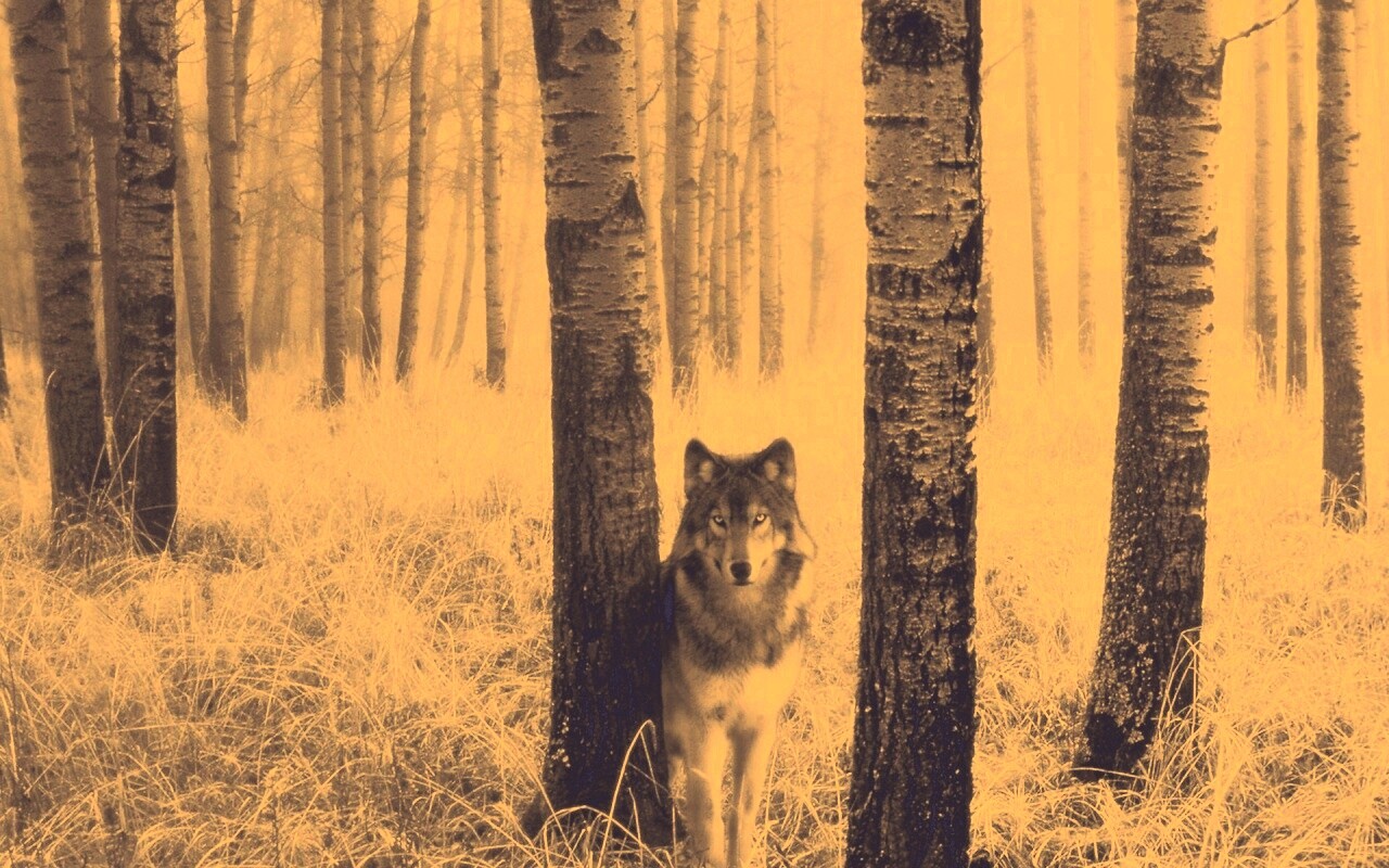 Волк в лесу обои