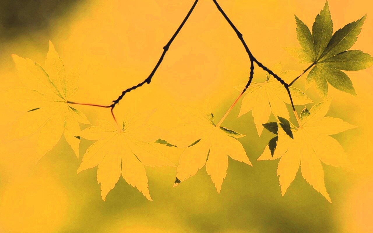 Зелёные листья обои