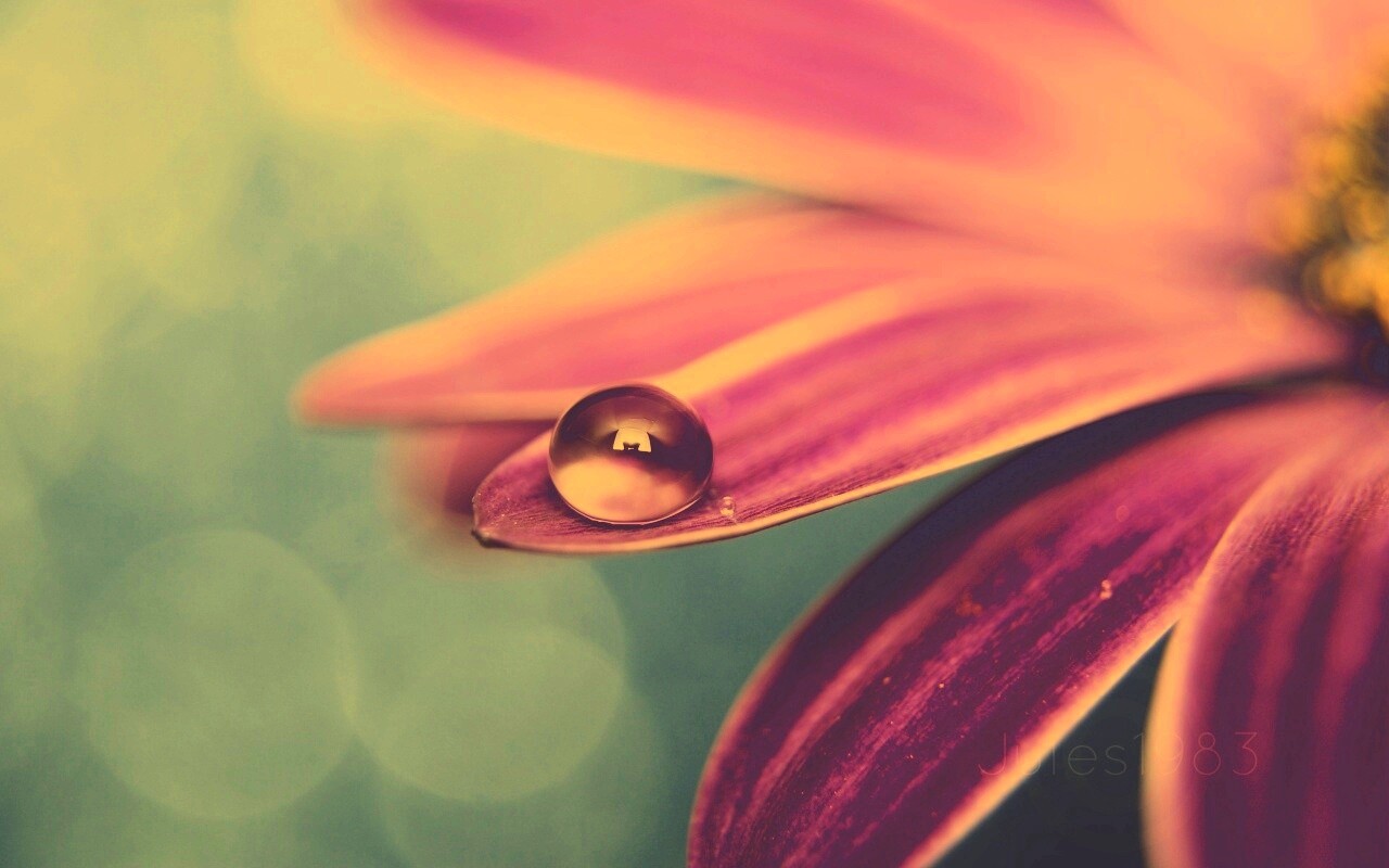 Капля на лепестке обои