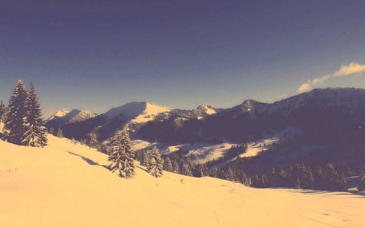 Лес в горах обои