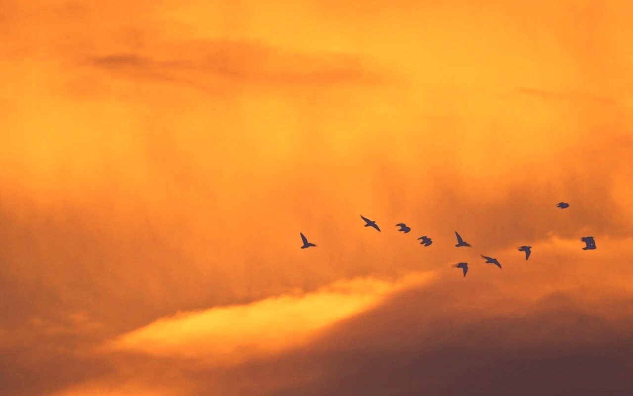 Птицы летят в закатном небе обои