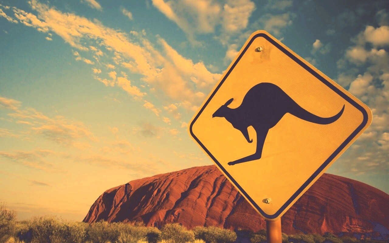 Осторожно, кенгуру! обои