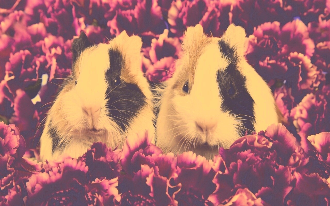 Морские свинки в гвоздиках обои