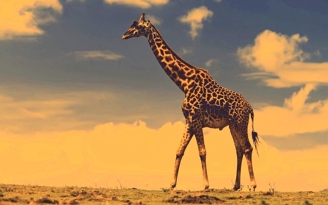 Жираф на прогулке обои