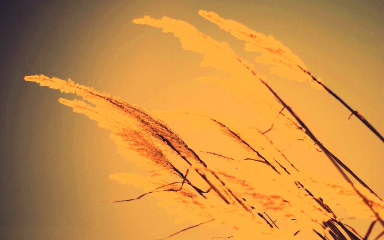 Солнце играет на степном ковыле обои