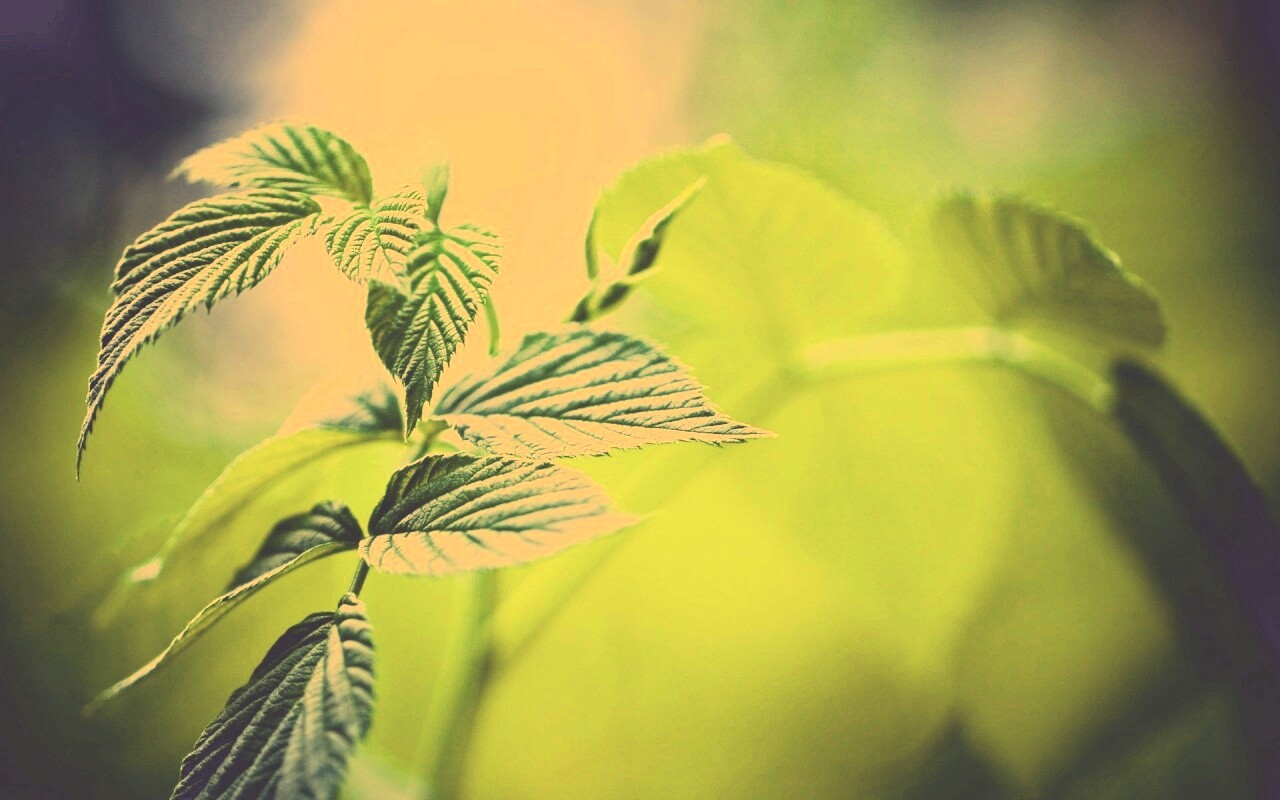 Листья малины обои