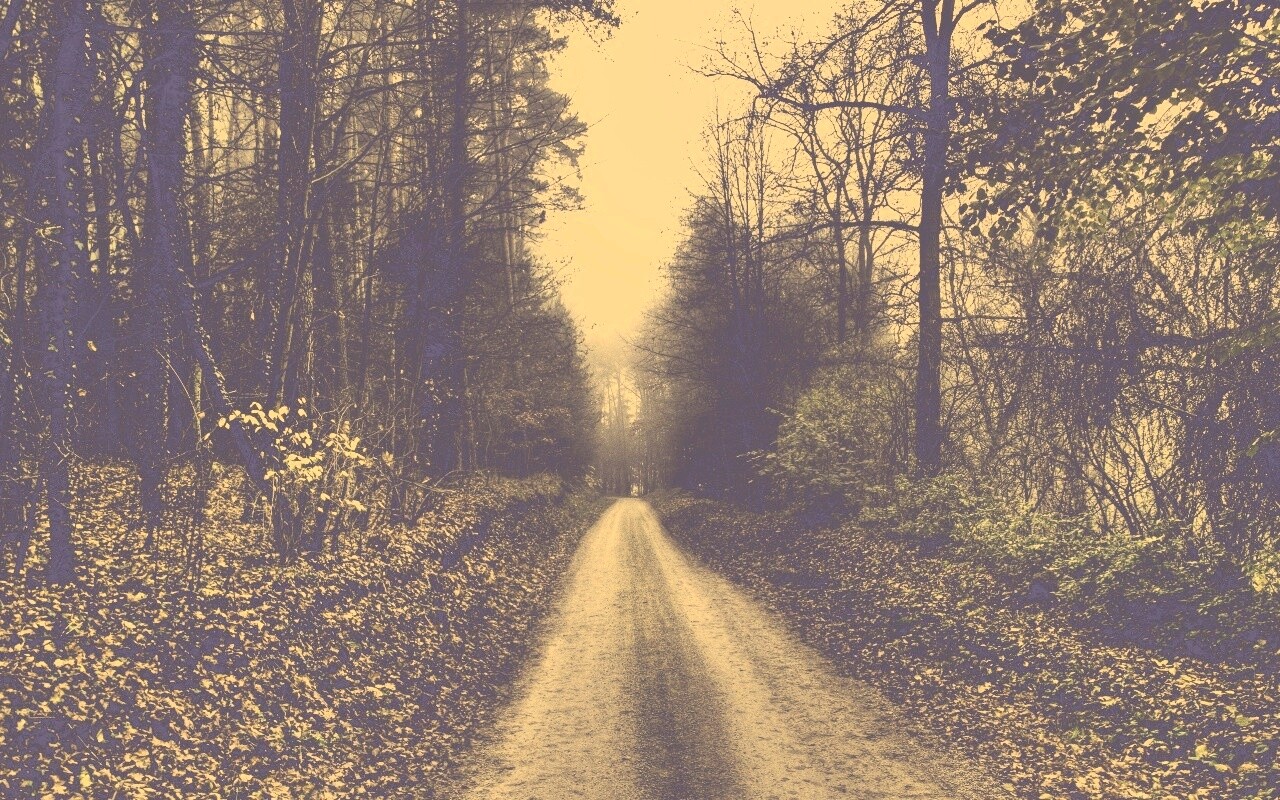 Дорога через лес обои