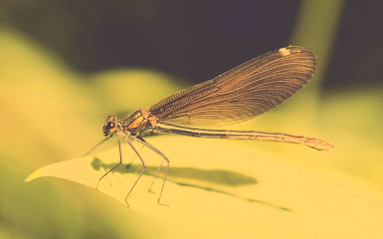 Стрекоза на листе обои