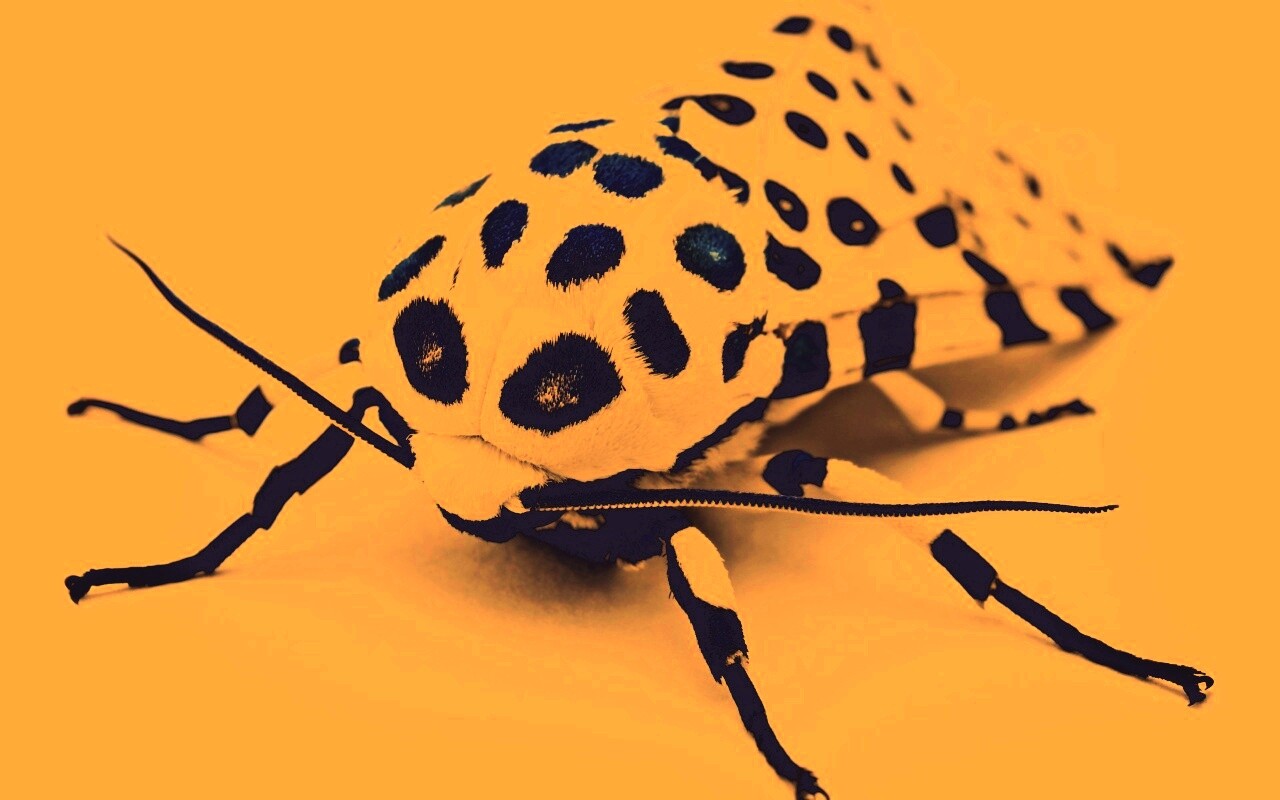 Пятнистая бабочка обои