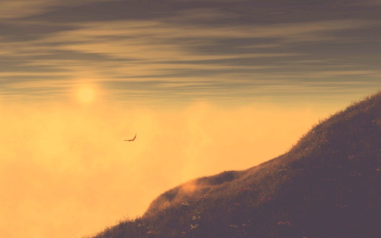 Птица парит над туманом обои