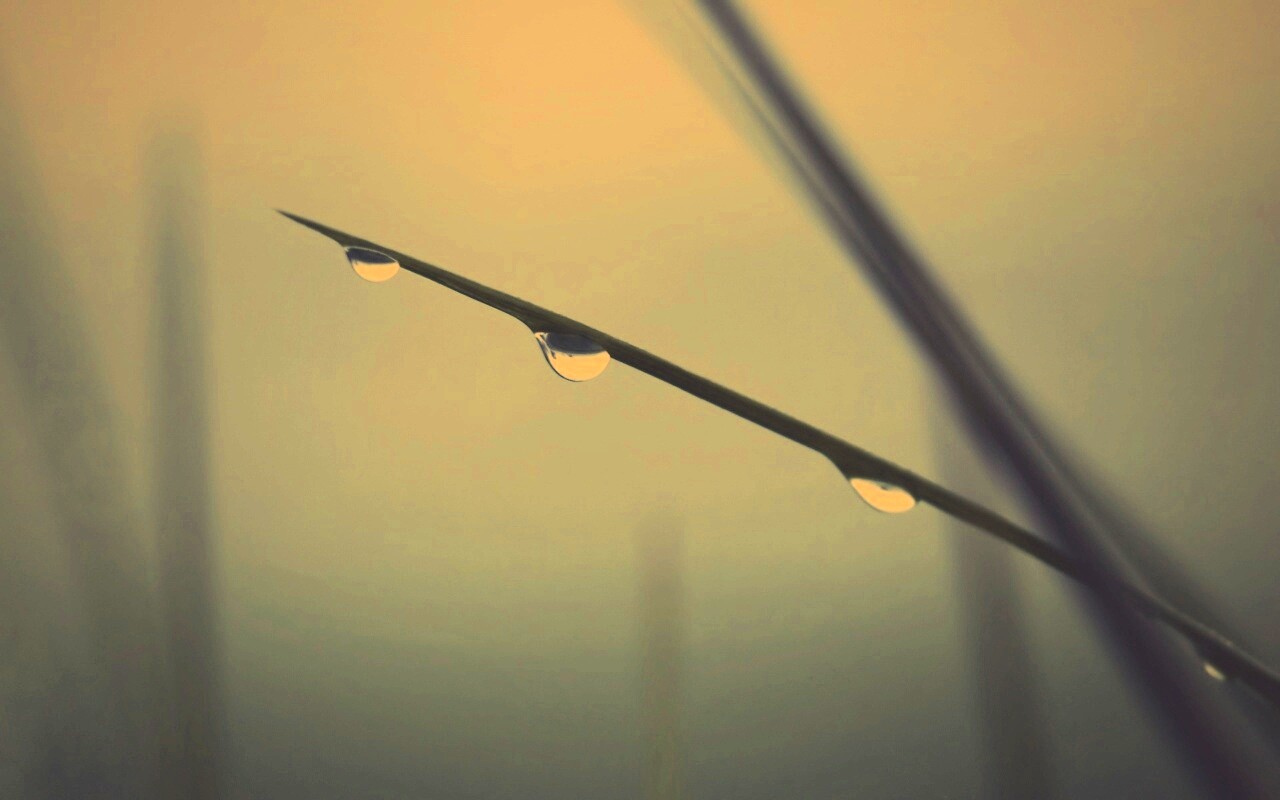 Трава после дождя обои