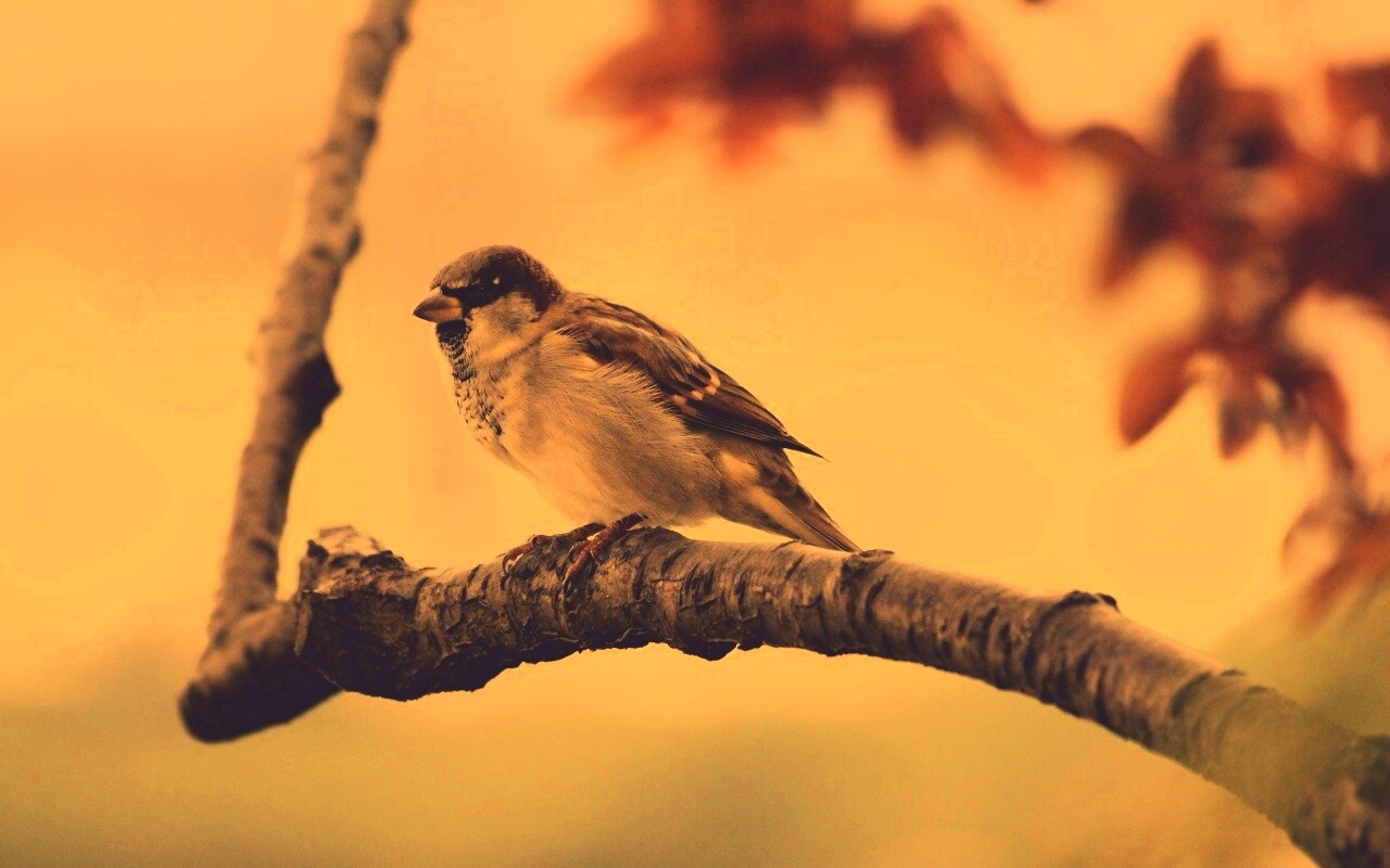 Птичка на ветке обои