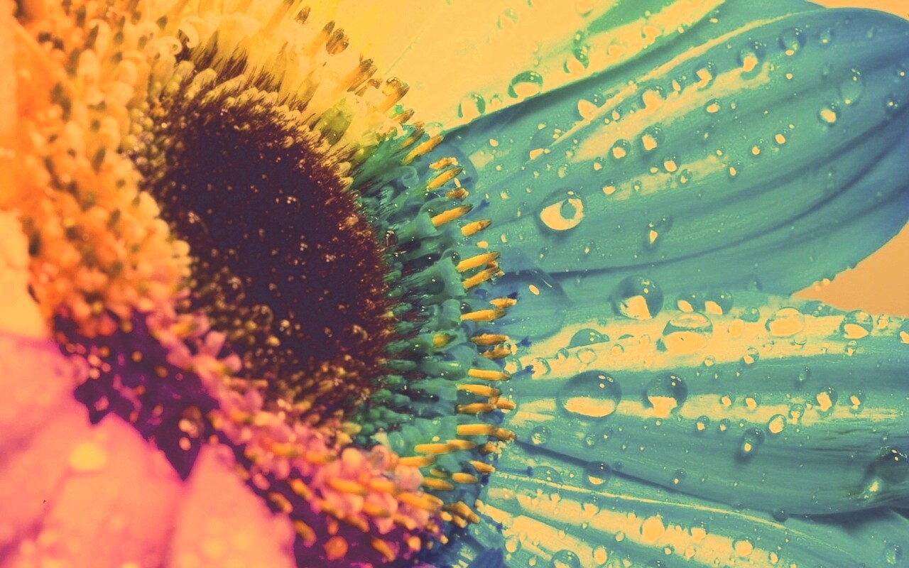 Цветик семицветик обои