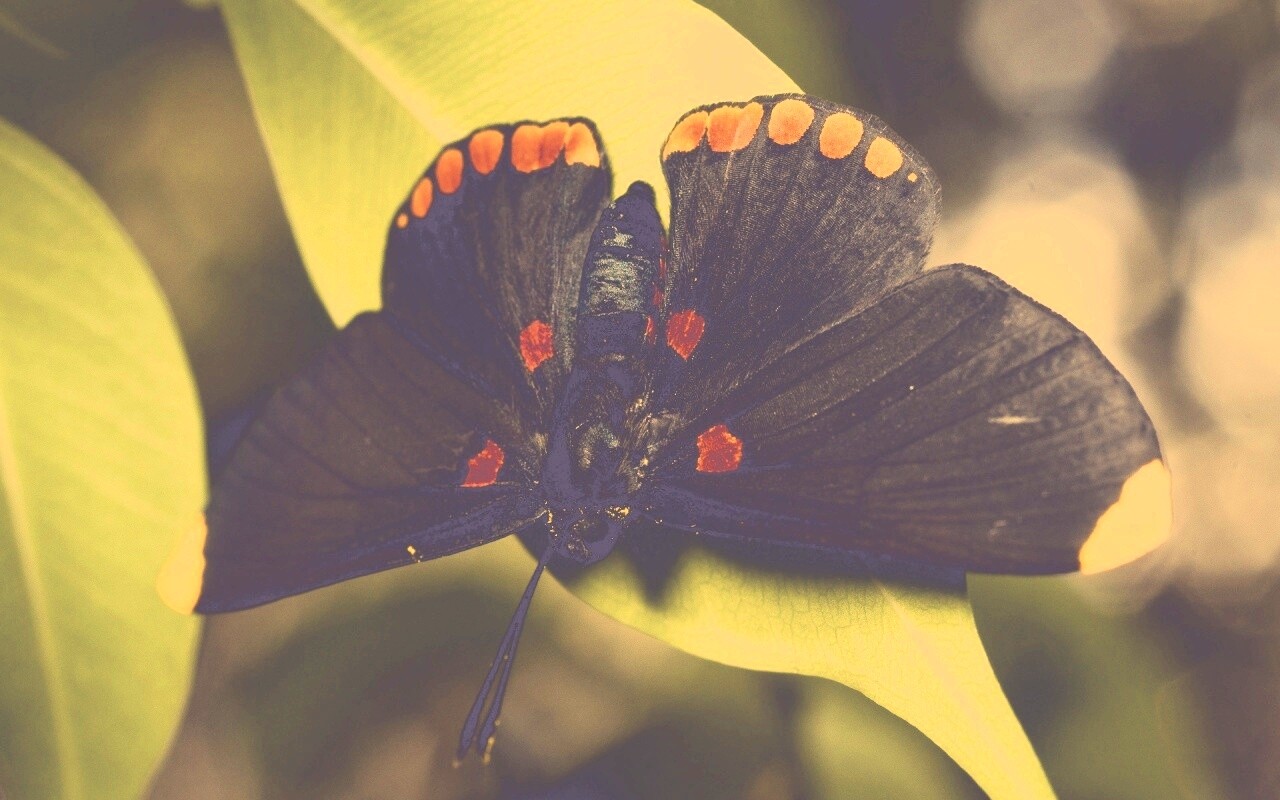 Бабочка на листе обои