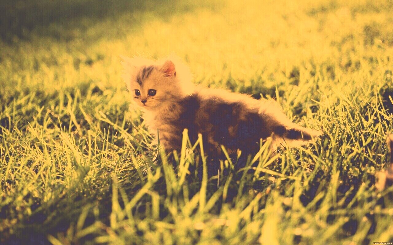 Котёнок в траве обои