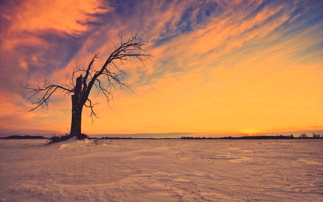 Сломанное дерево в снежной тундре обои