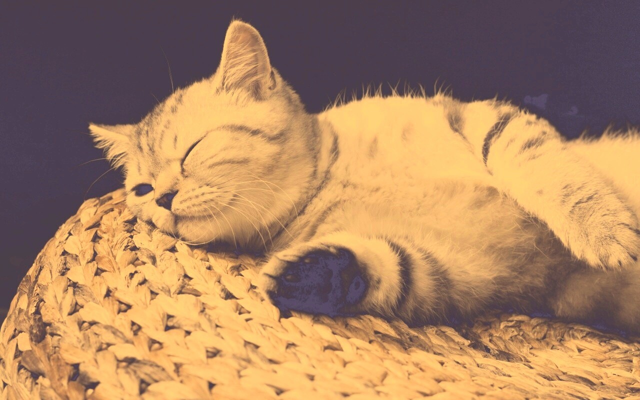 Пушистый кот спит на корзине обои