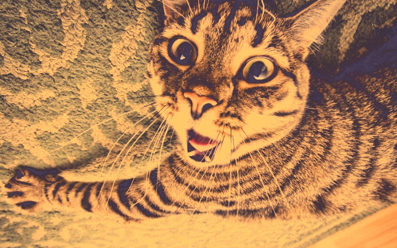 Спалившийся на ковре кошак обои