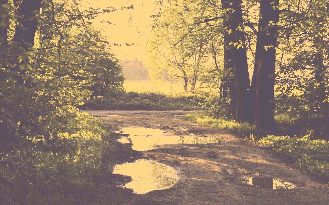 Лесная дорога обои