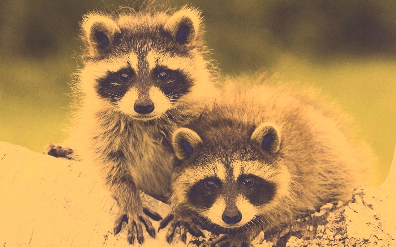 Полосатики обои