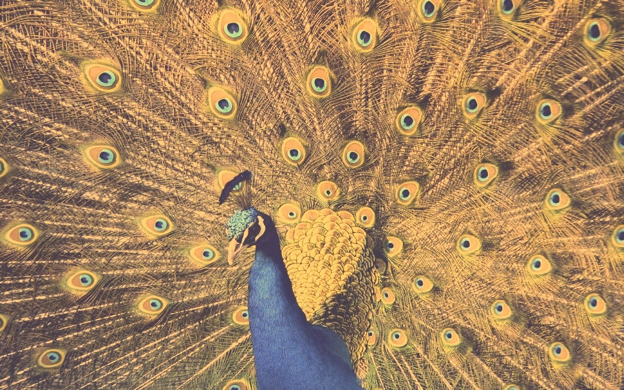 Павлин, говоришь... обои