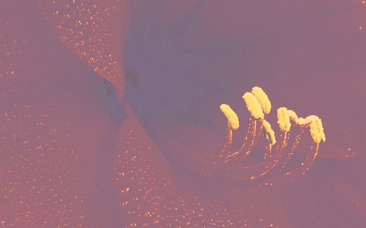 Красная манящая лилия обои