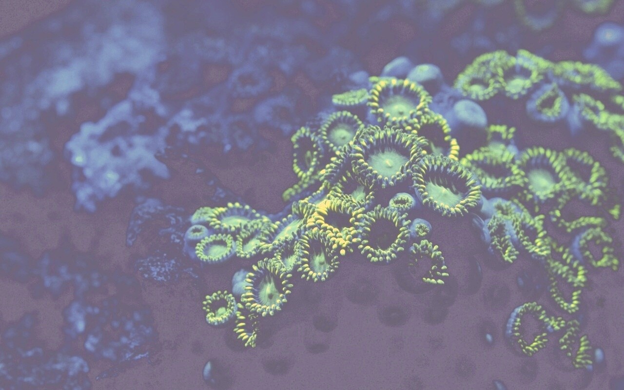 Морское дно обои