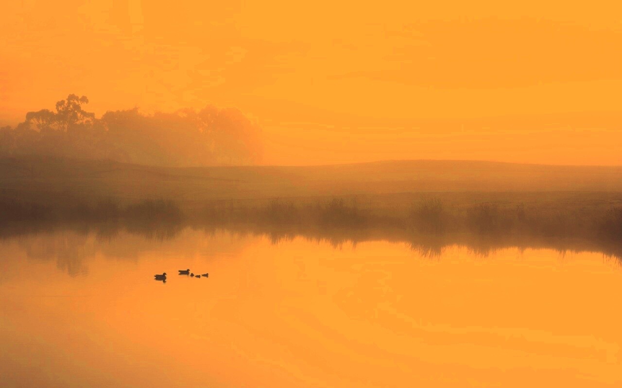 Ducks on a Misty Pond обои