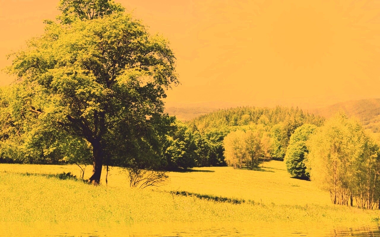 Дерево у воды обои