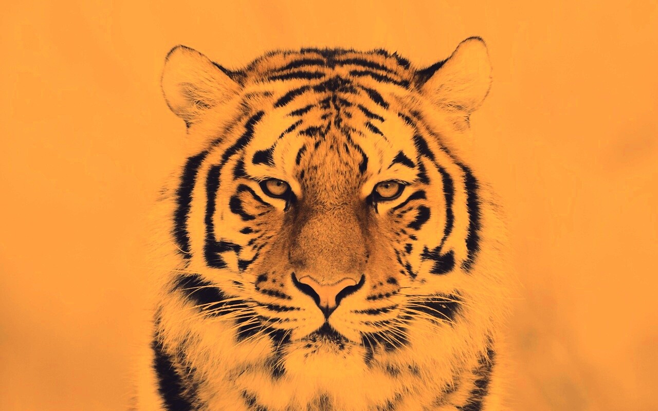 Красавец тигр обои