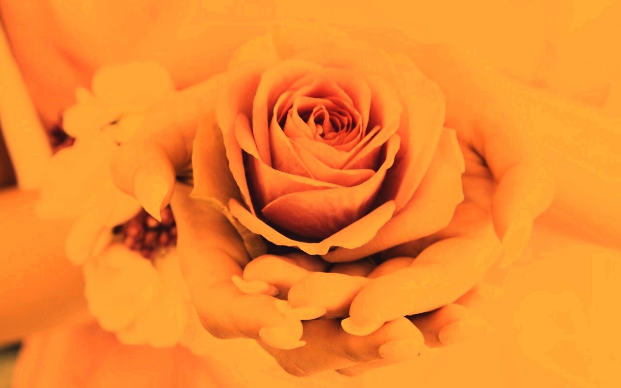 Роза в женских руках обои