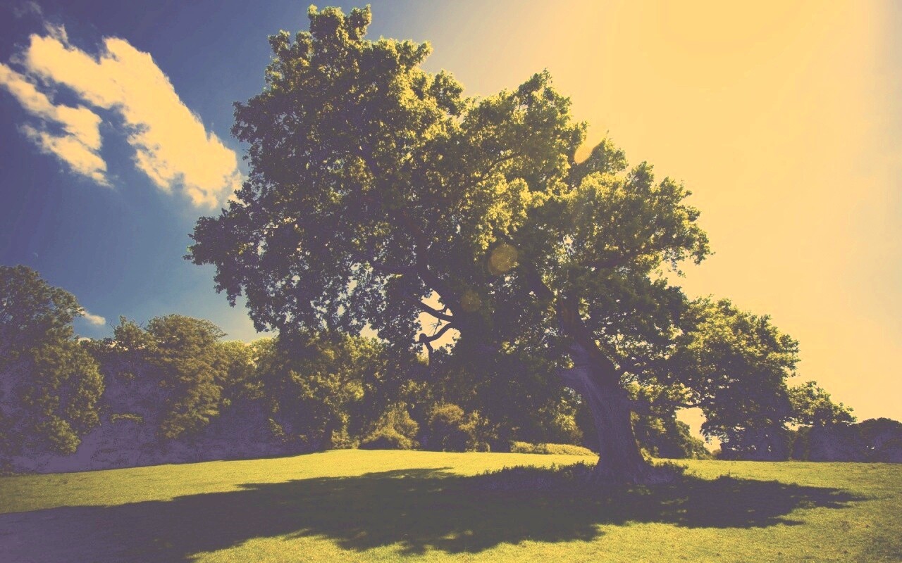 Большое зеленое дерево на лужайке обои