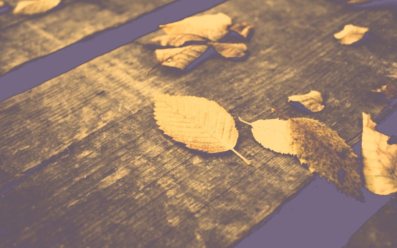 Опавшая листва обои