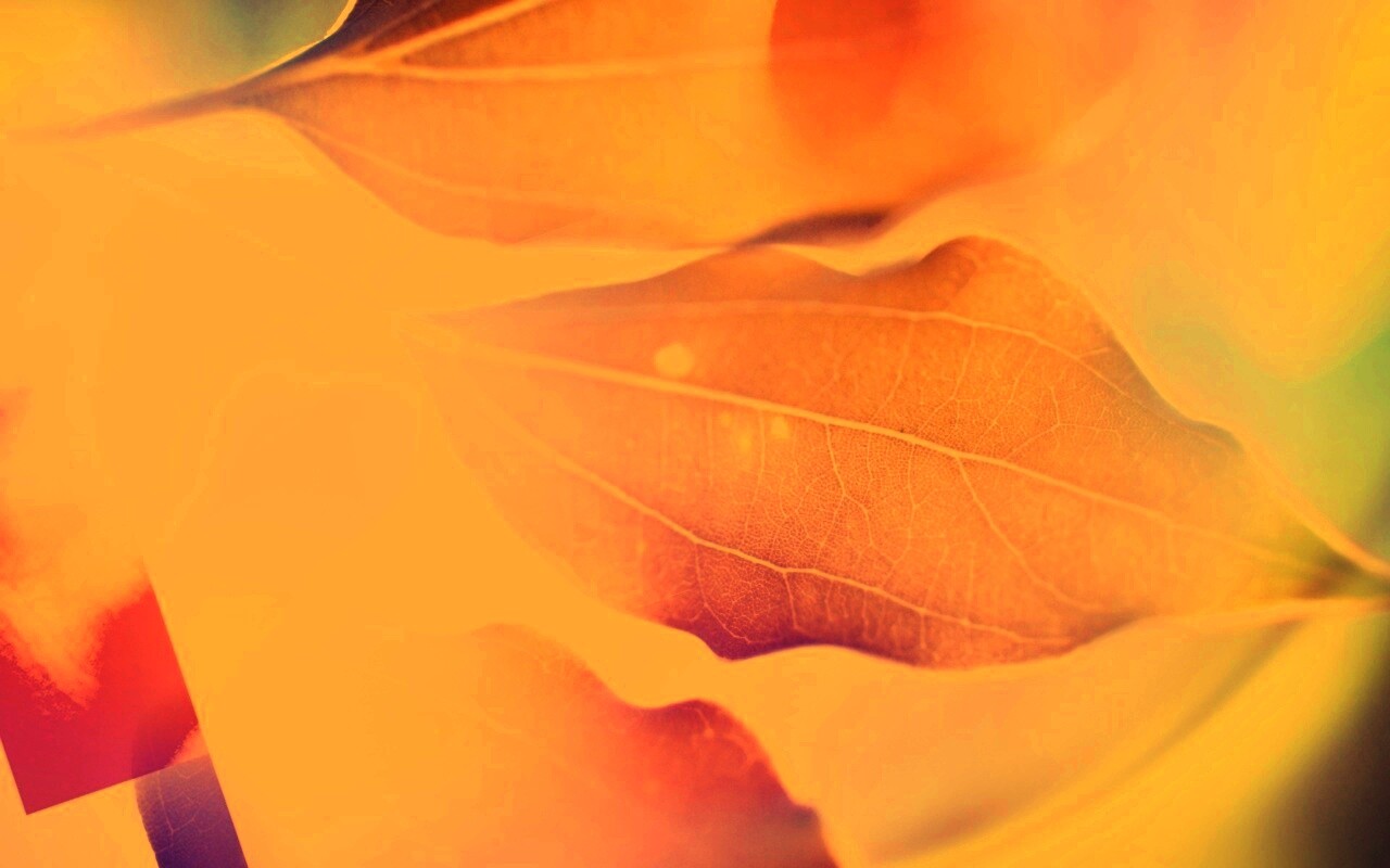 Радужные листья обои