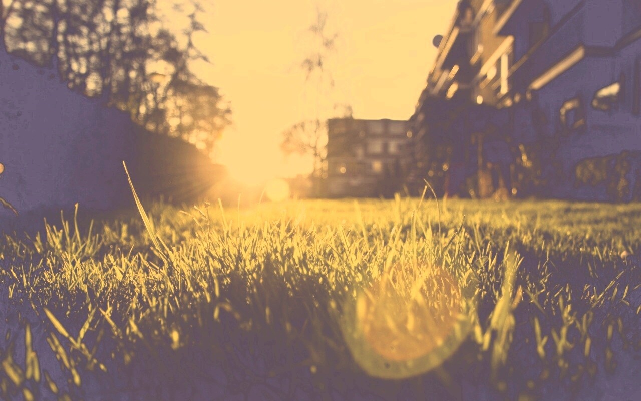 Трава во дворе обои