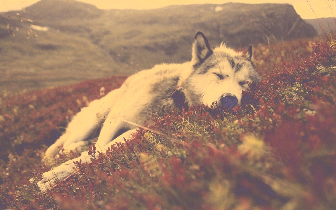 Лапа в цветах обои