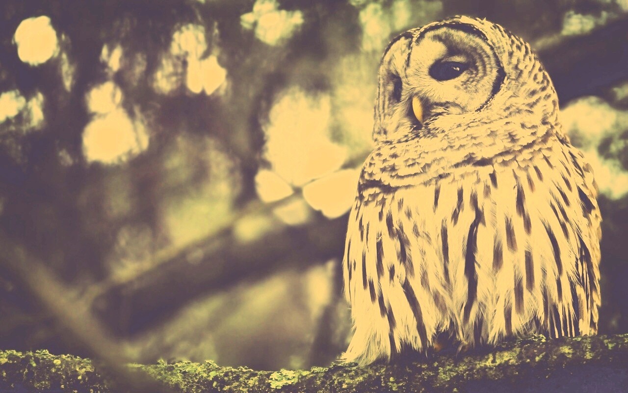 Сова на ветке обои