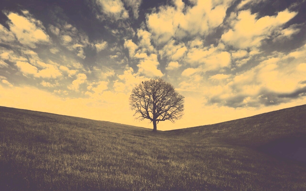 Холм одинокого дуба обои