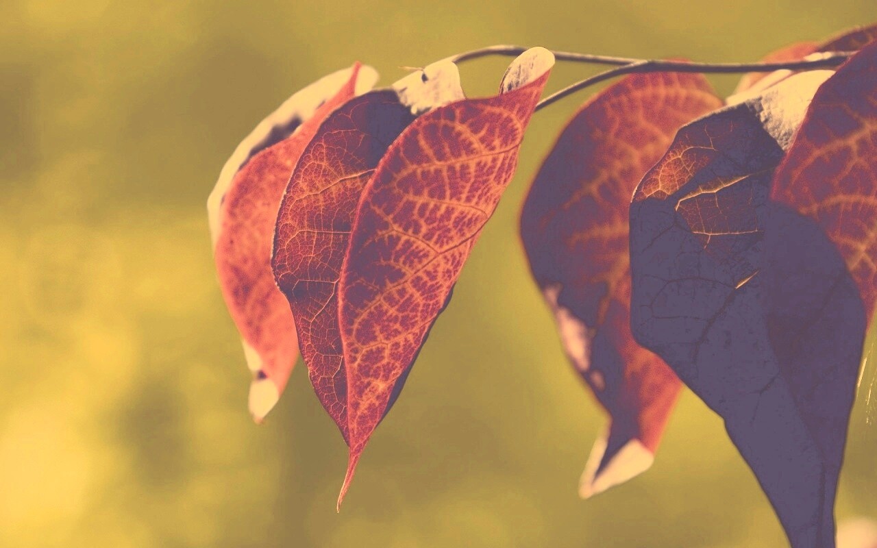 Ветка красных листьев обои