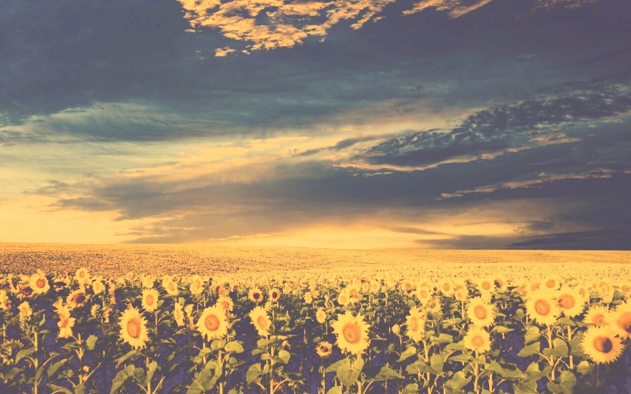 Целое поле подсолнухов обои