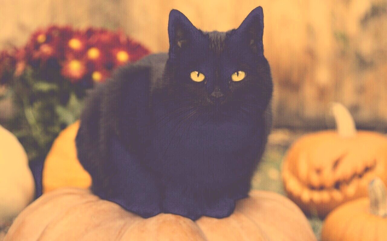 Чёрный кот на тыкве обои
