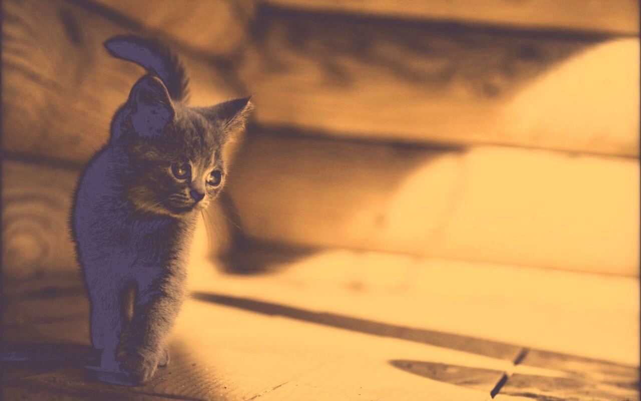Маленький дымчатый котенок обои