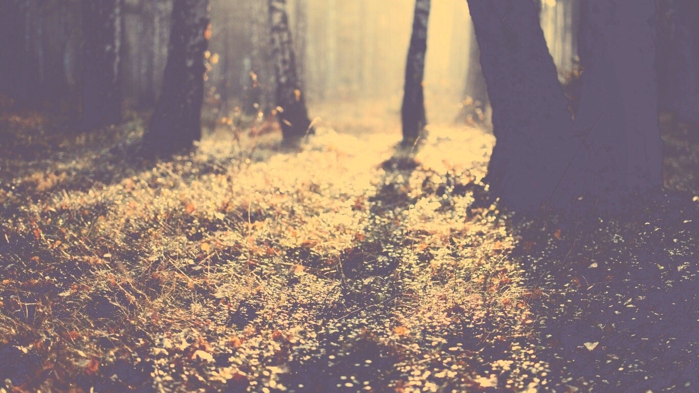 Лесная земля обои