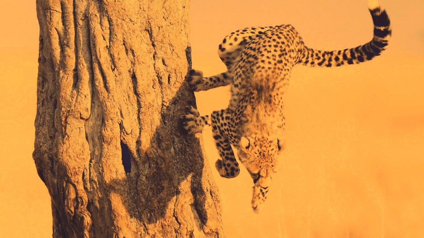 Скалолаз обои