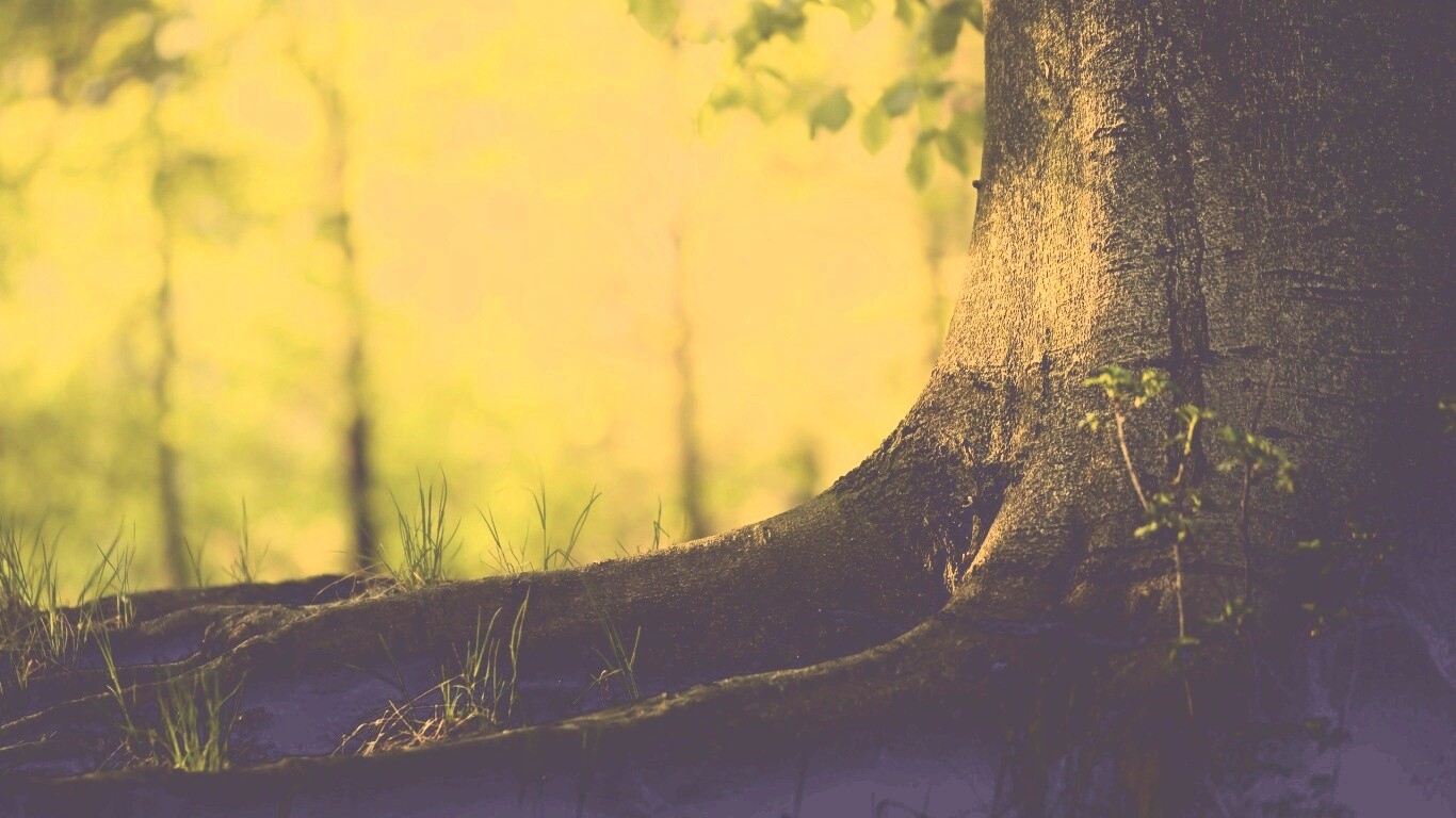 Корни дерева обои