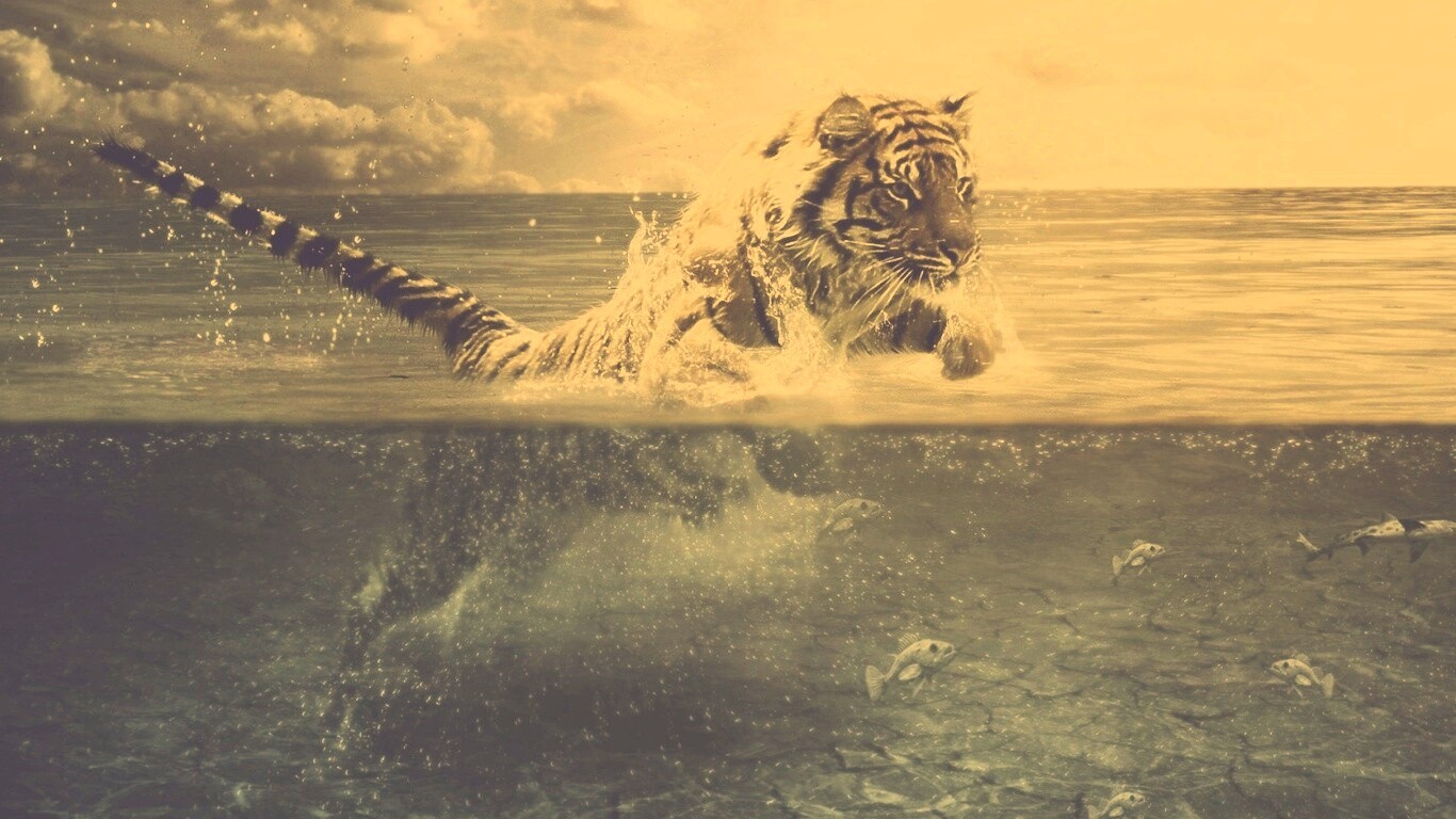 Тигр купается обои